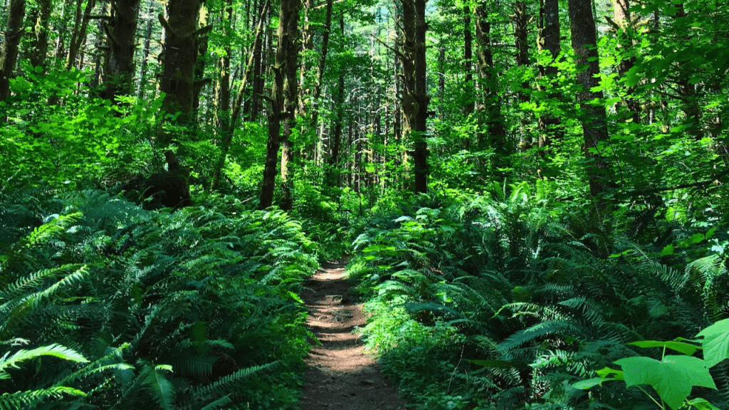 Oregon timber trails