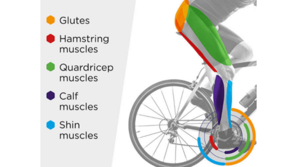 what muscles does biking work