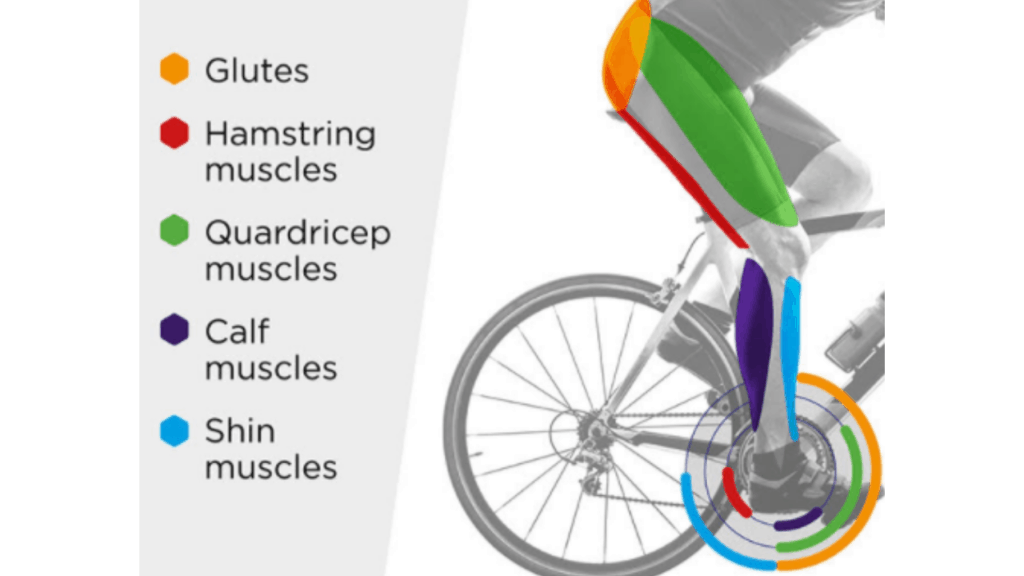 What Muscles Does Riding A Bicycle Work? Mountain Bikes Ride